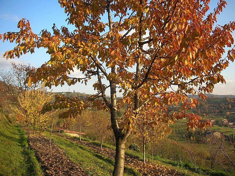 I colori dell''autunno...